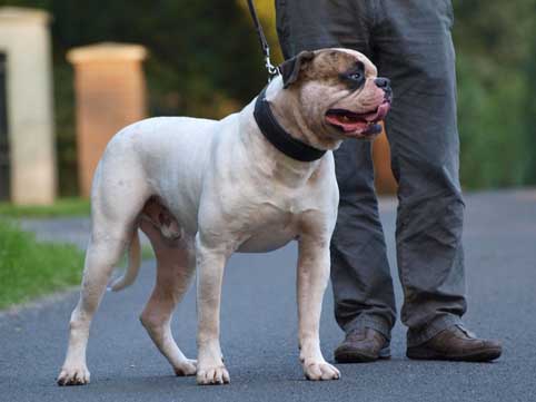 amerikaanse bulldog Falcon